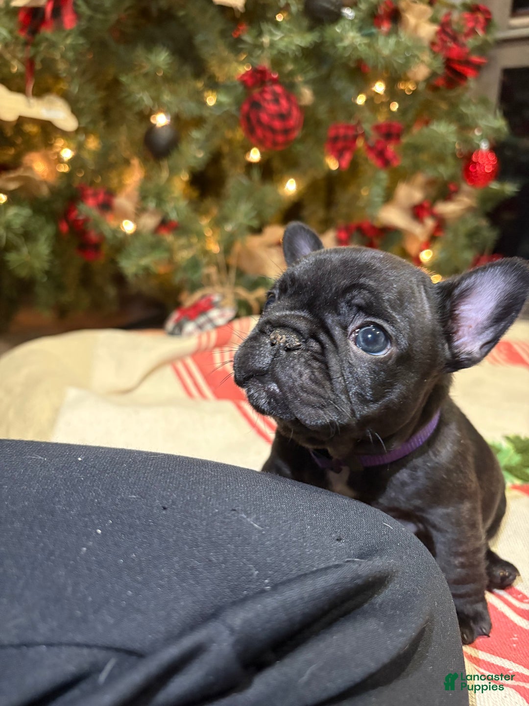 French Bulldog dogs for sale: French Bulldog Puppy 3 (purple collar) tiny - Ad 1