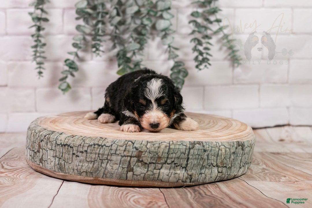 Bernedoodle dogs for sale: HalfPipe - Ad 3