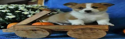Welsh Corgi Pembroke dogs for sale: Kalvin - Ad 4
