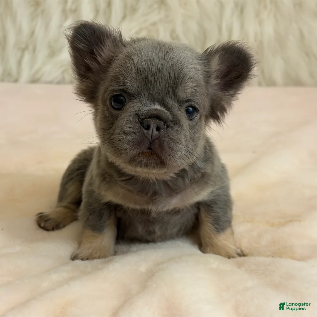 French Bulldog dogs for sale: French Bulldog Puppy 3 - Ad 1