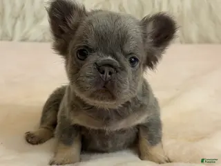 French Bulldog dogs for sale: French Bulldog Puppy 3 - Ad 4