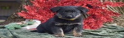 Mixed Breed dogs for sale: Arthur - Ad 1