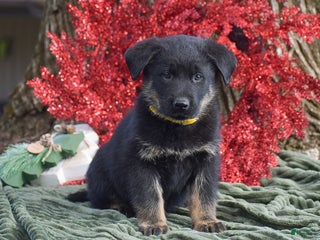Mixed Breed dogs Arthur - Ad 31