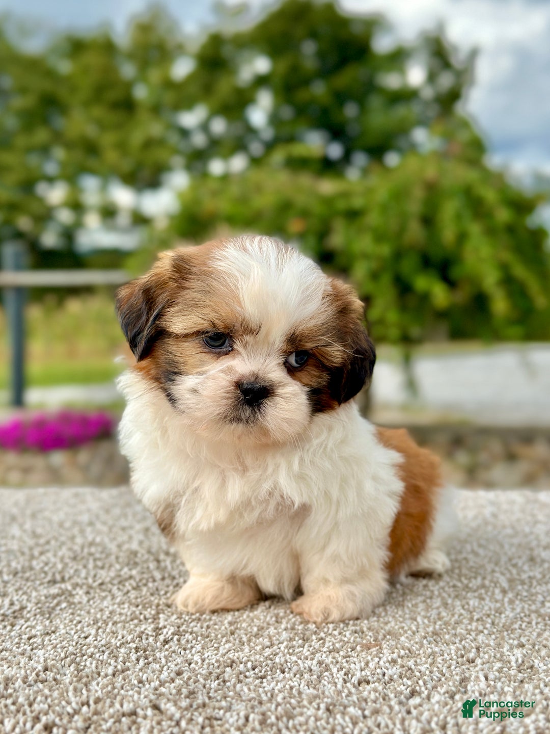Shih Tzu Puppy Max for sale in Millersburg Lancaster Puppies