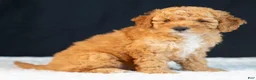 Mini Goldendoodle dogs for sale: Samson - Ad 4