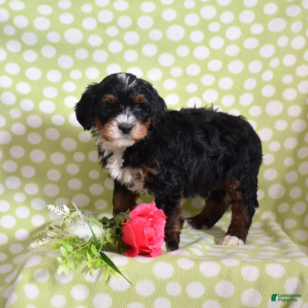 Bernedoodle dogs for sale: Goliath  - Ad 7