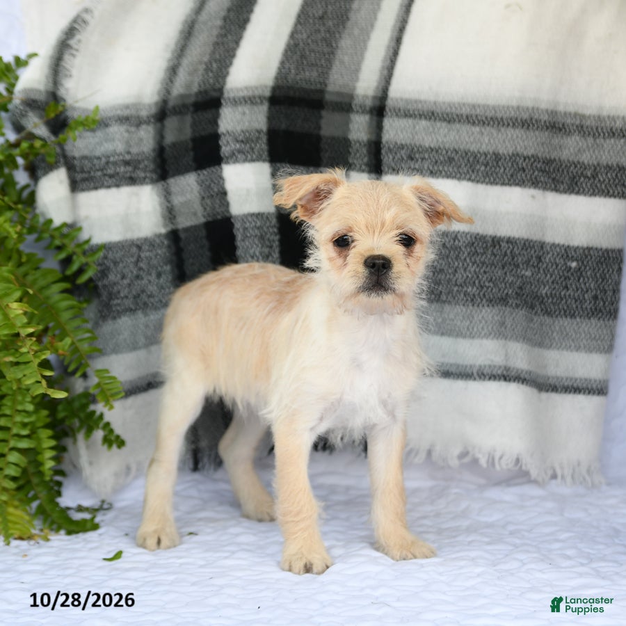 Mixed Breed dogs for sale: Tori - Ad 2