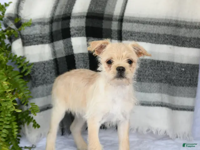 Mixed Breed dogs for sale: Tori - Ad 2