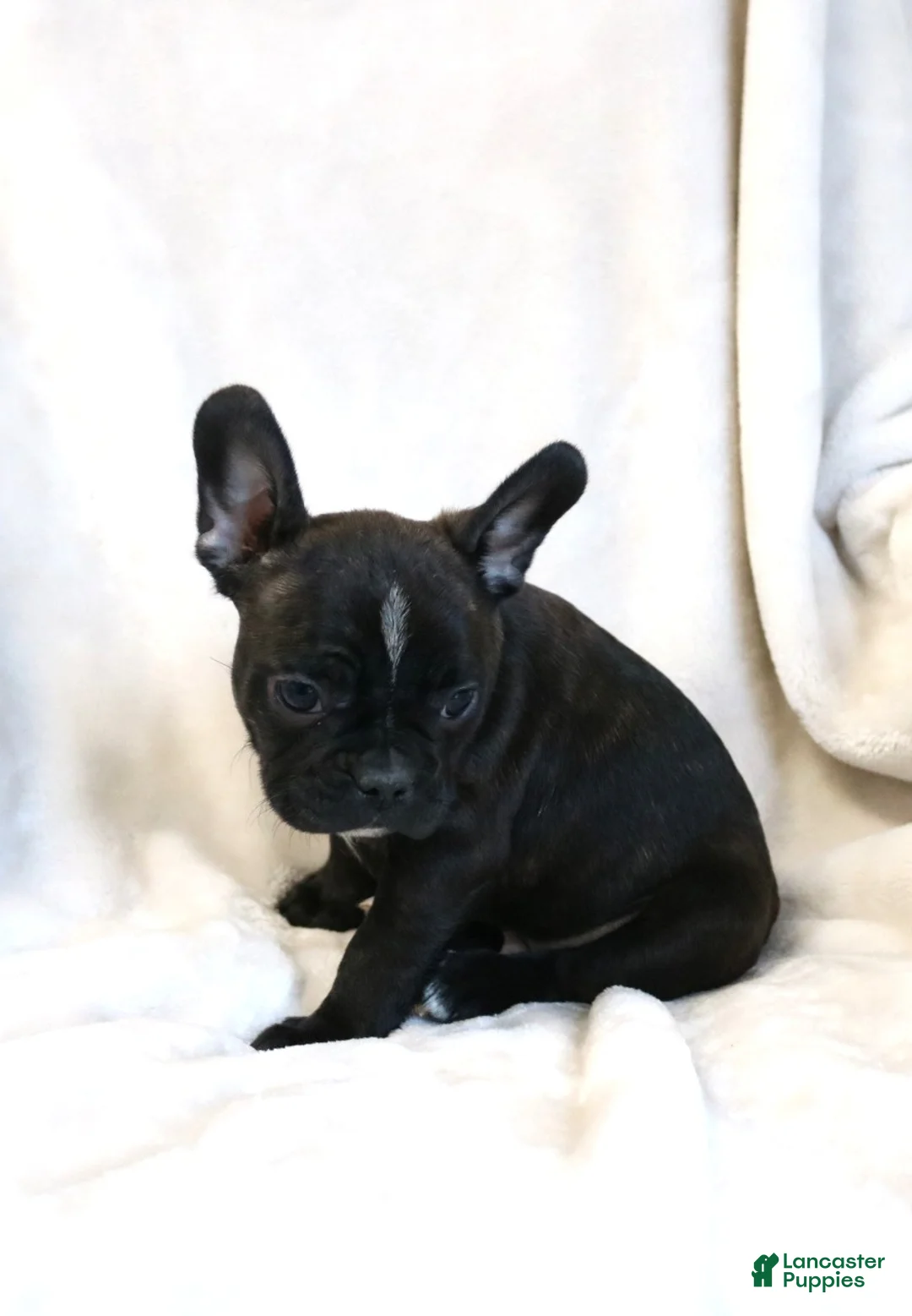 Frenchton dogs for sale: Cooper - Ad 4