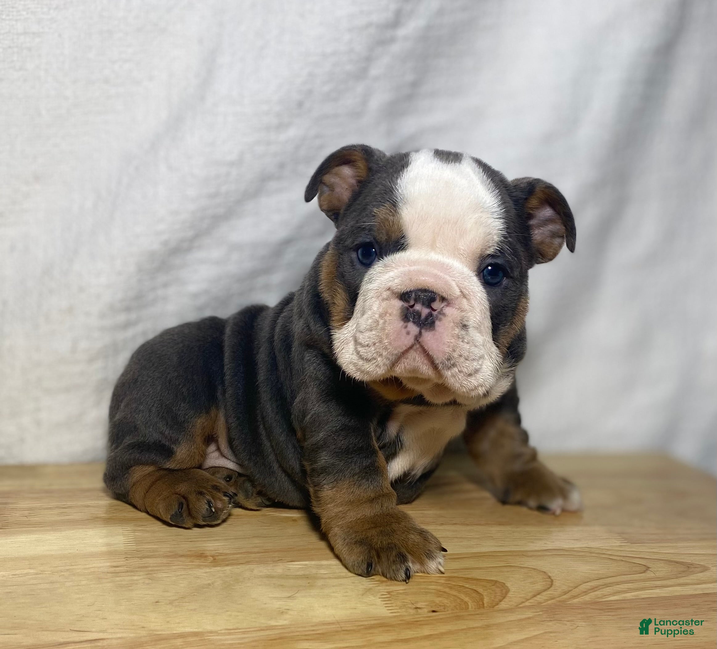 English Bulldog dogs Cali - Ad 2