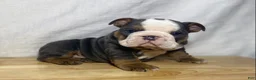 English Bulldog dogs for sale: Cali - Ad 2