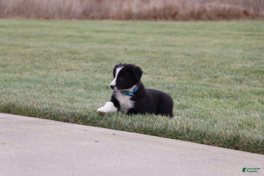 Border Collie dogs for sale: jolly - Ad 4