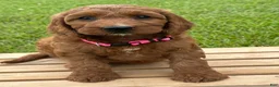 Irish Doodle dogs for sale: Oakley - Ad 8