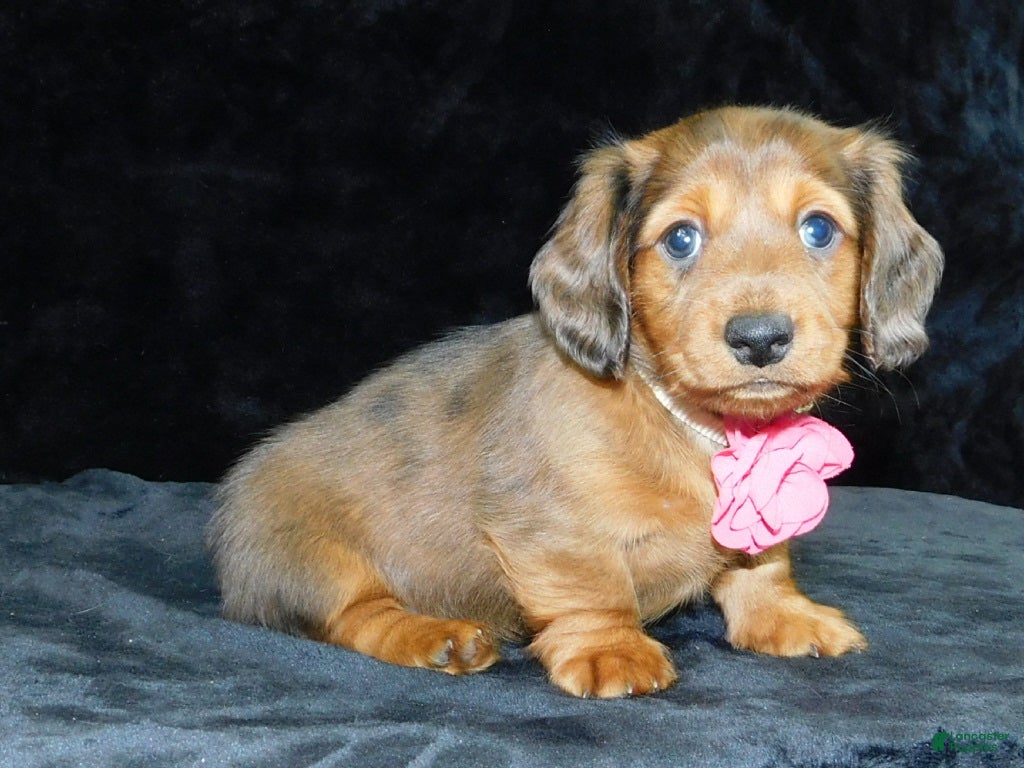 Miniature Dachshund dogs AKC Jewel - Ad 2
