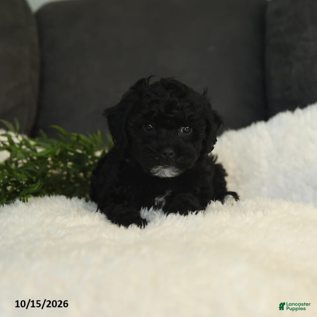 Teddy Bear dogs for sale: Katrina - Ad 5