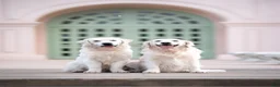 Golden Retriever dogs for stud: Golden retriever stud - Ad 2