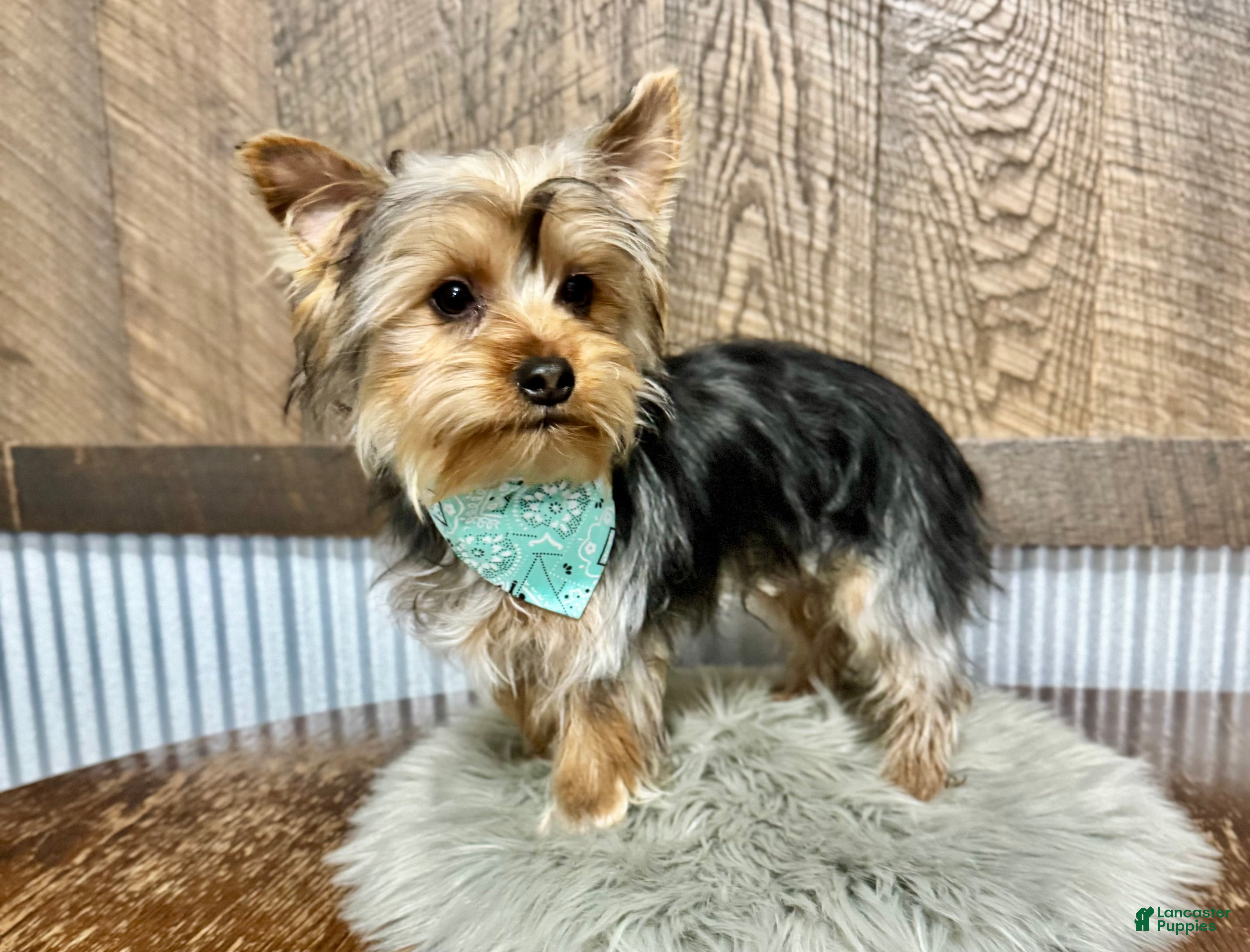 Yorkshire Terrier dogs Koby - Ad 2