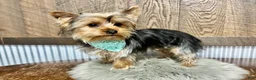 Yorkshire Terrier dogs for sale: Koby - Ad 2