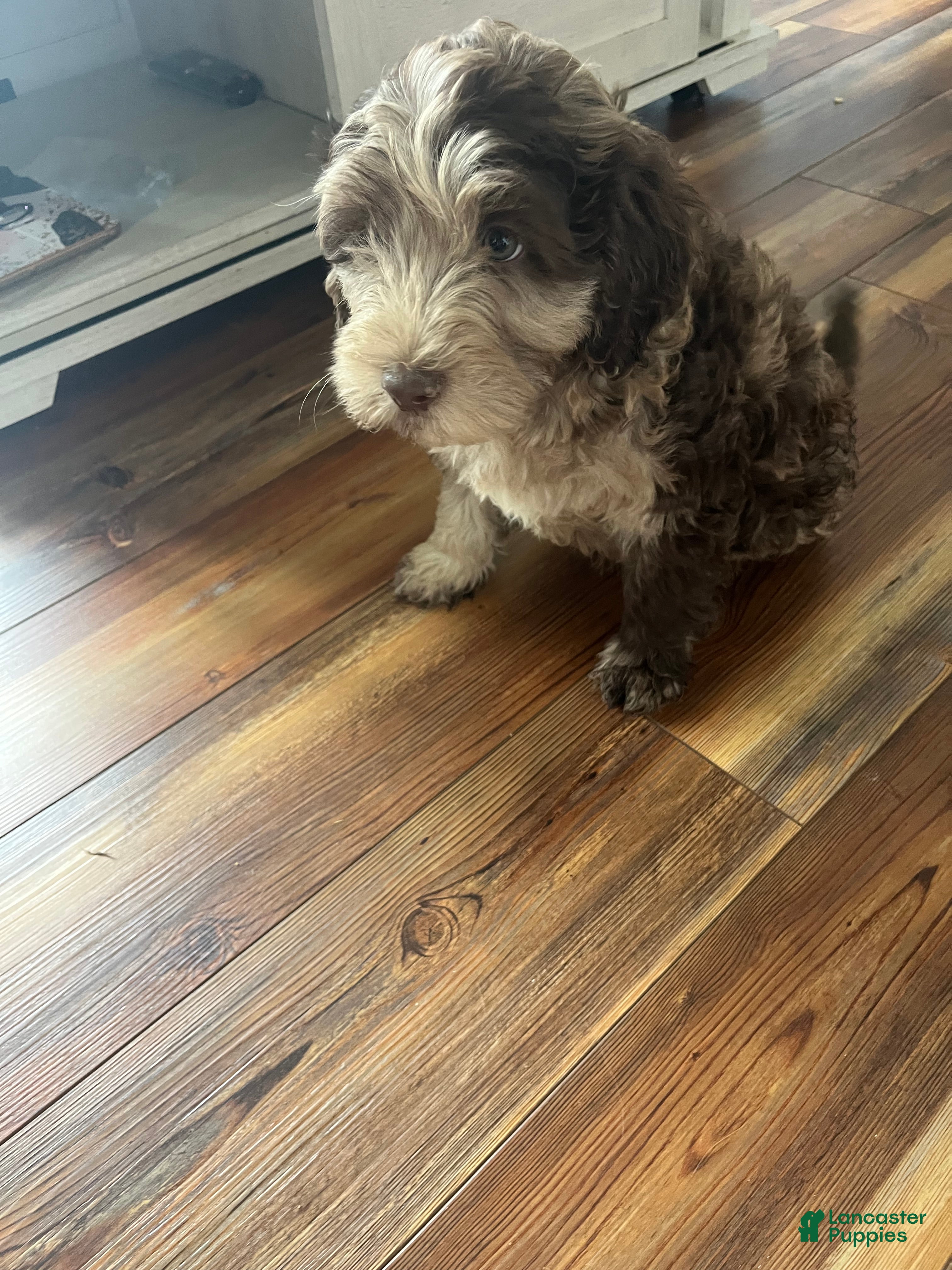 Miniature Labradoodle dogs Merle MALE- Chase - Ad 2