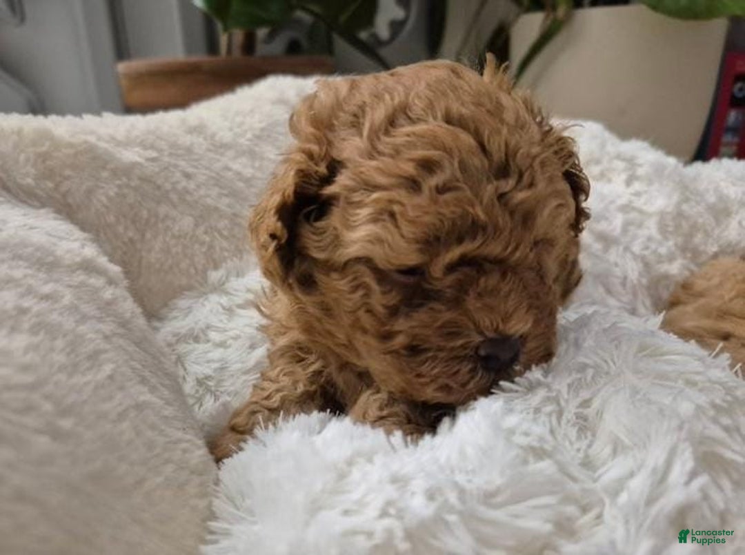 Maltipoo dogs for sale: Nora - Ad 1