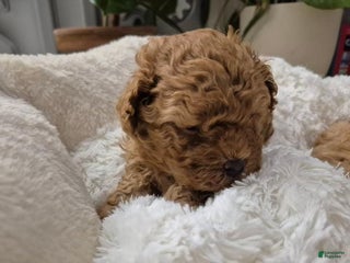 Maltipoo dogs Nora - Ad 24