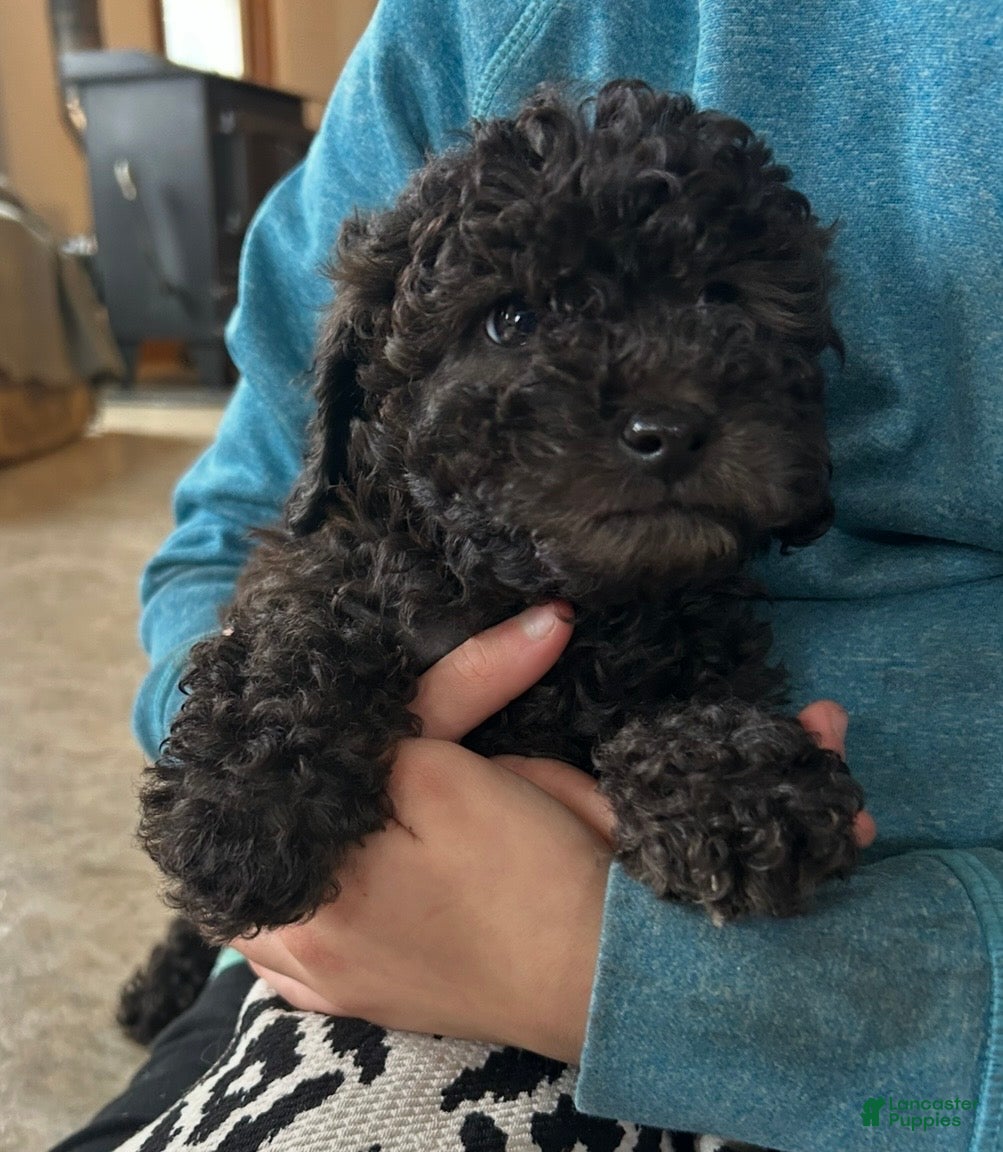 Cockapoo dogs Bella - Ad 24