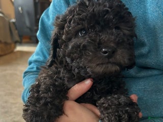 Cockapoo dogs for sale: Bella - Ad 1