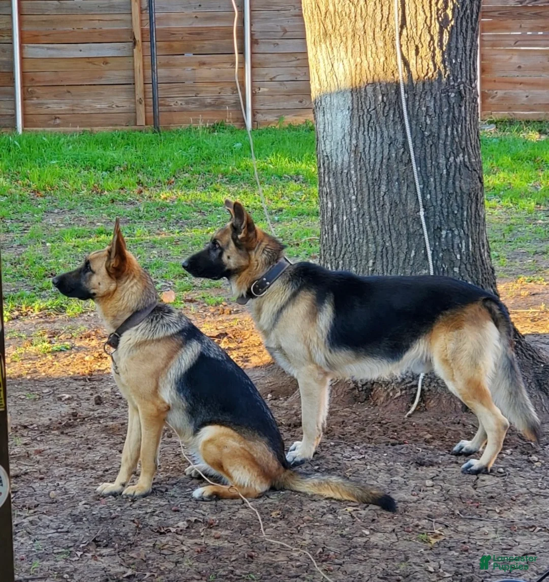 German Shepherd dogs for sale: Blue - Ad 3