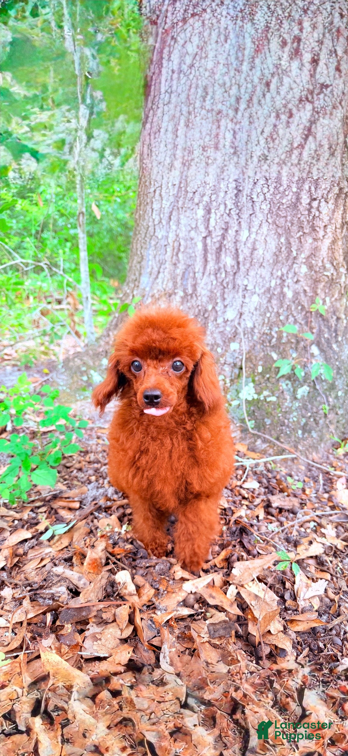 Toy Poodle dogs Ruby - Ad 2