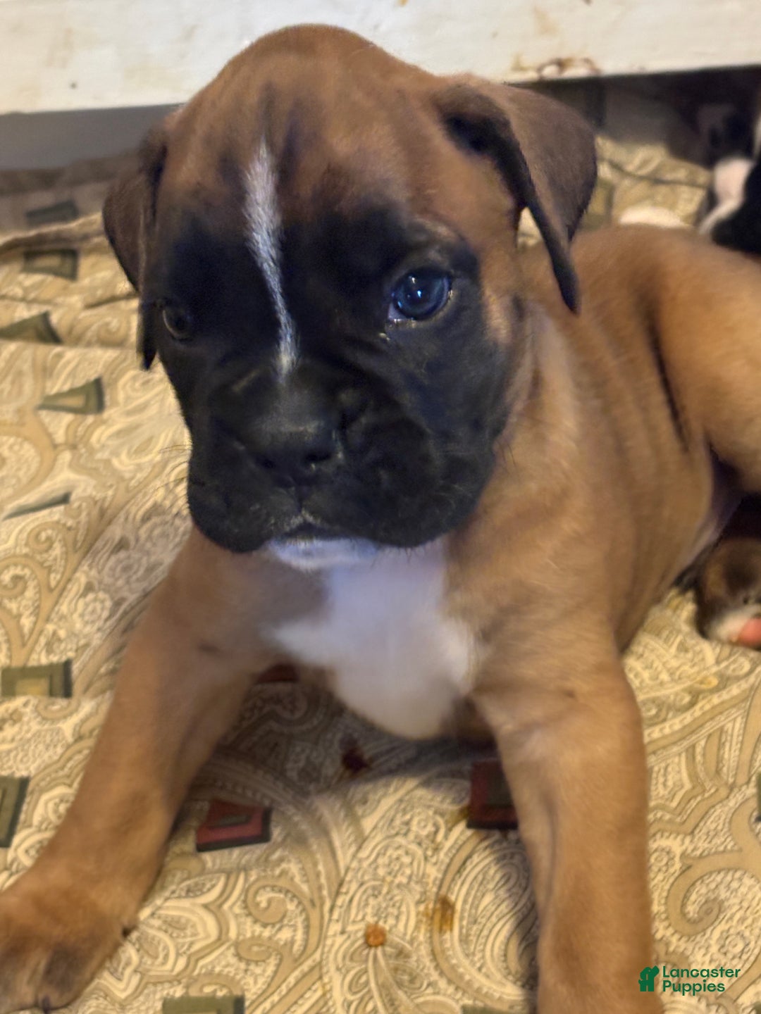 Boxer dogs for sale: Buddy - Ad 7