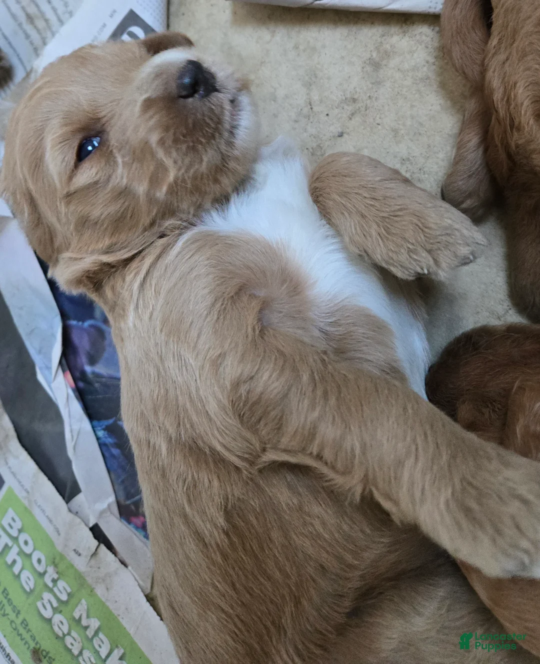 Goldendoodle dogs for sale: Goldendoodle Puppy 4 - Ad 1