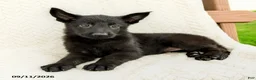 German Shepherd dogs for sale: Bria - Ad 3