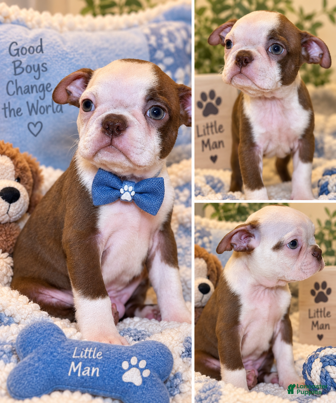 Boston Terrier dogs Buddy - Ad 20