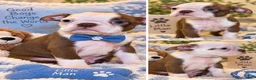 Boston Terrier dogs for sale: Buddy - Ad 1