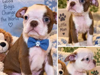 Boston Terrier dogs Buddy - Ad 20