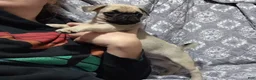 Pug dogs for sale: Logan - Ad 9