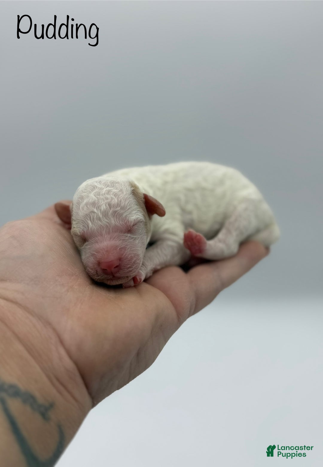 Miniature Poodle dogs for sale: Pudding - Ad 2