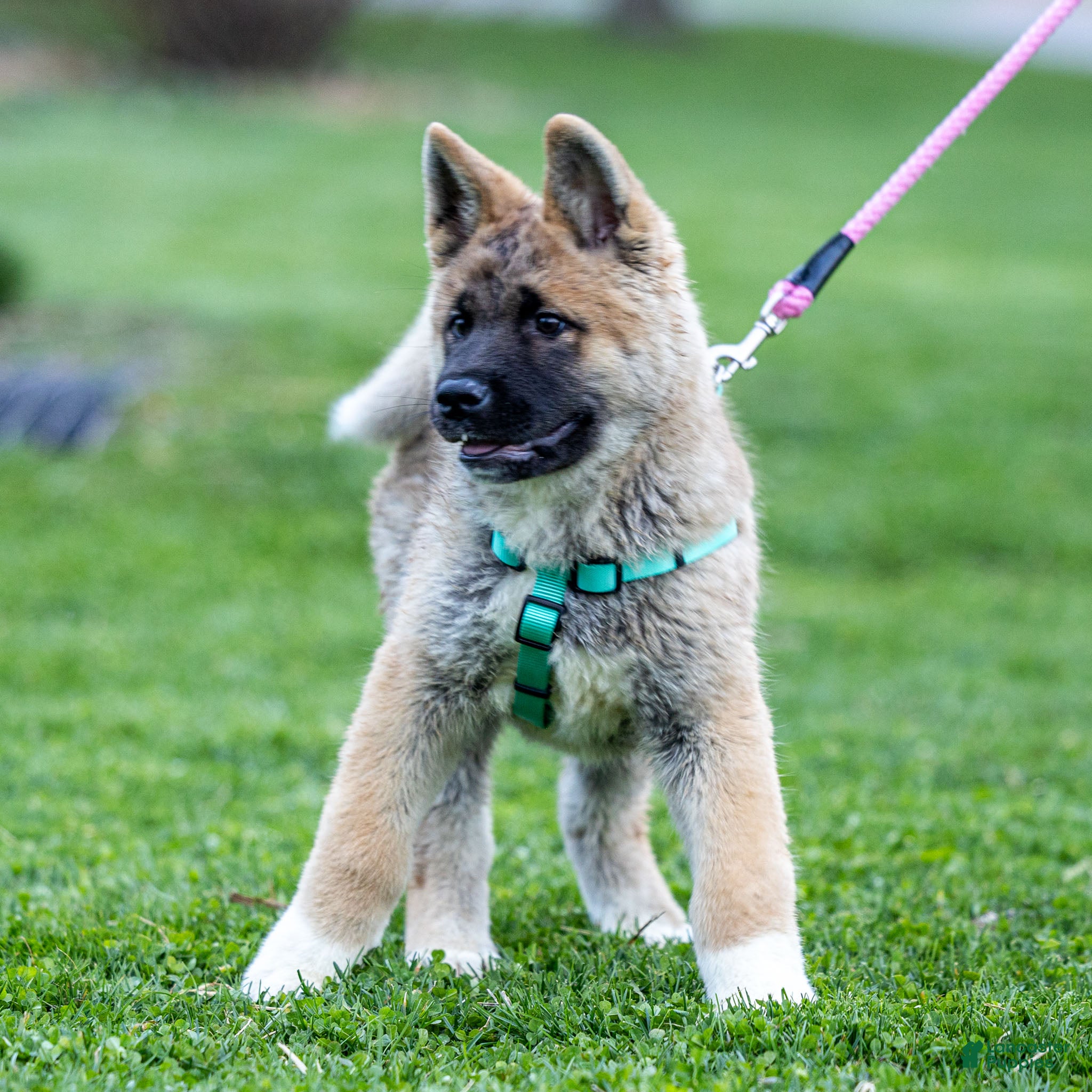 Akita dogs Flint Akita Puppy  - Ad 1