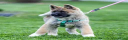 Akita dogs for sale: Flint Akita Puppy  - Ad 1