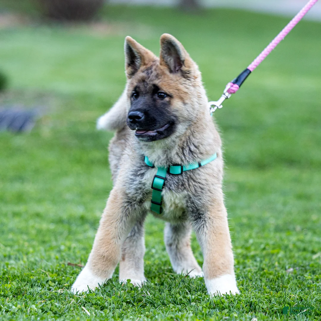 Akita dogs for sale: Flint Akita Puppy  - Ad 1