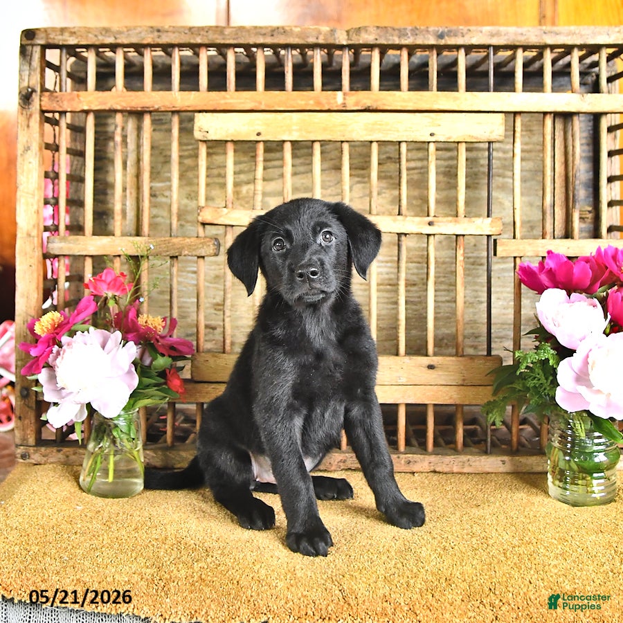 Golden Shepherd dogs Raven - Ad 1