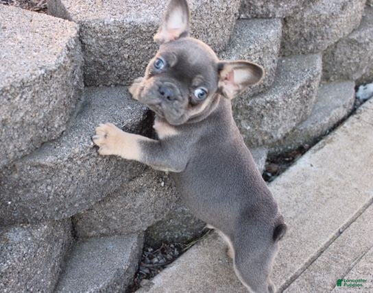 French Bulldog dogs Harry - Ad 1