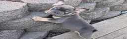 French Bulldog dogs for sale: Harry - Ad 1