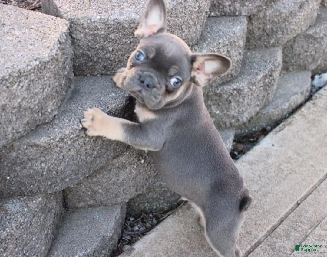 French Bulldog dogs for sale: Harry - Ad 1