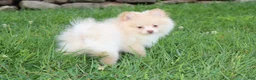 Pomeranian dogs for sale: Teddy  - Ad 4
