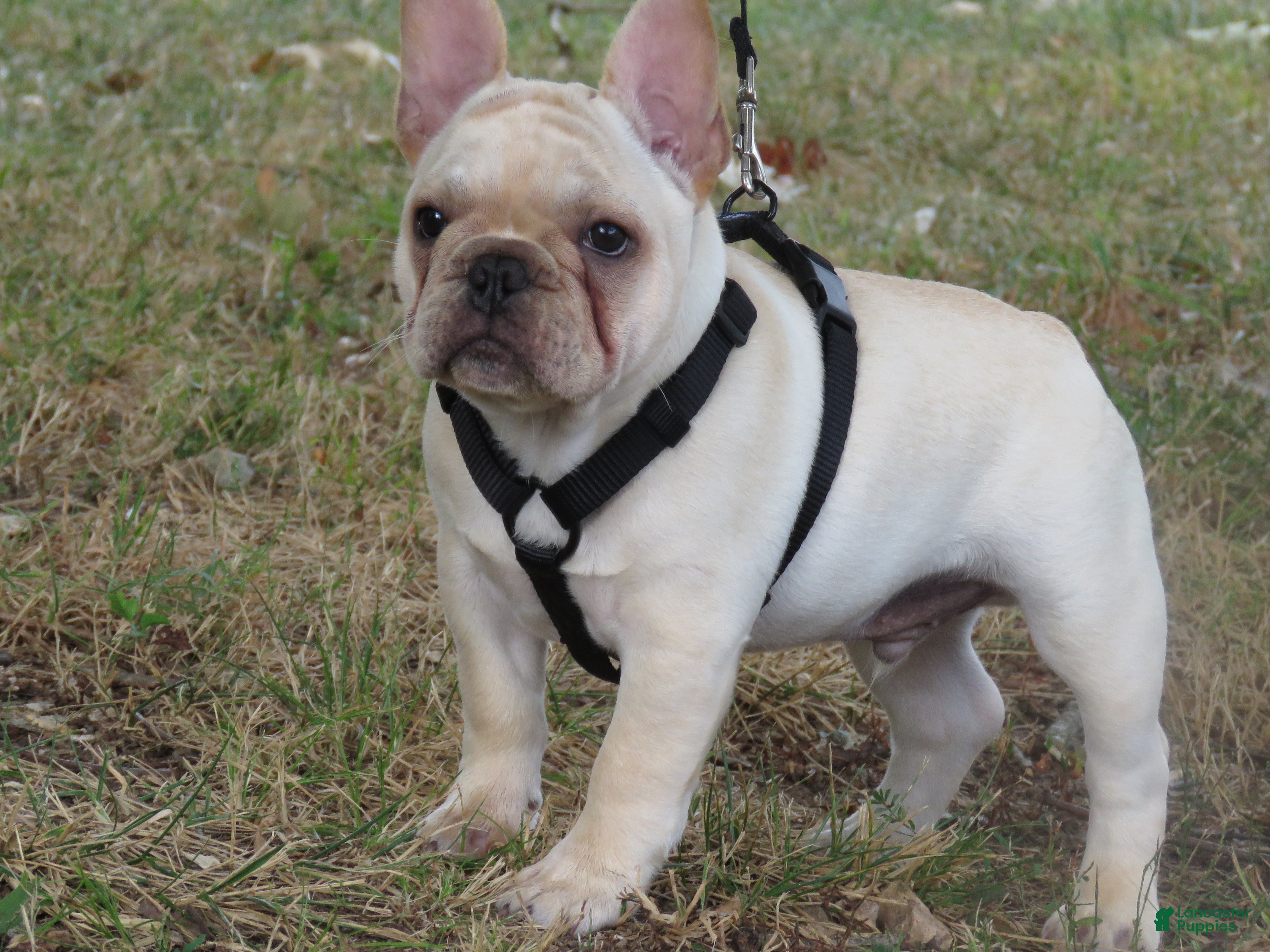 French Bulldog dogs French Bulldog 1 - Ad 1