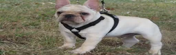 French Bulldog dogs for sale: French Bulldog 1 - Ad 1