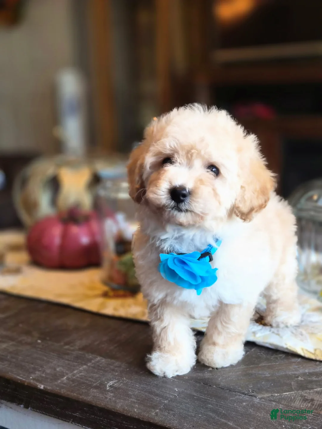 Maltipoo dogs for sale: Beau - Ad 6