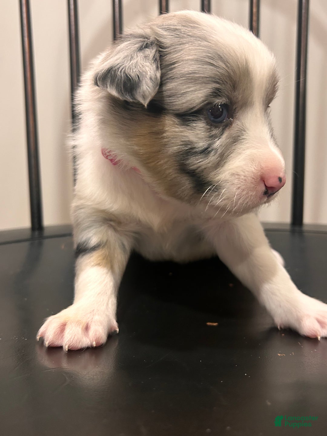 Australian Shepherd dogs for sale: Gemma - Ad 3