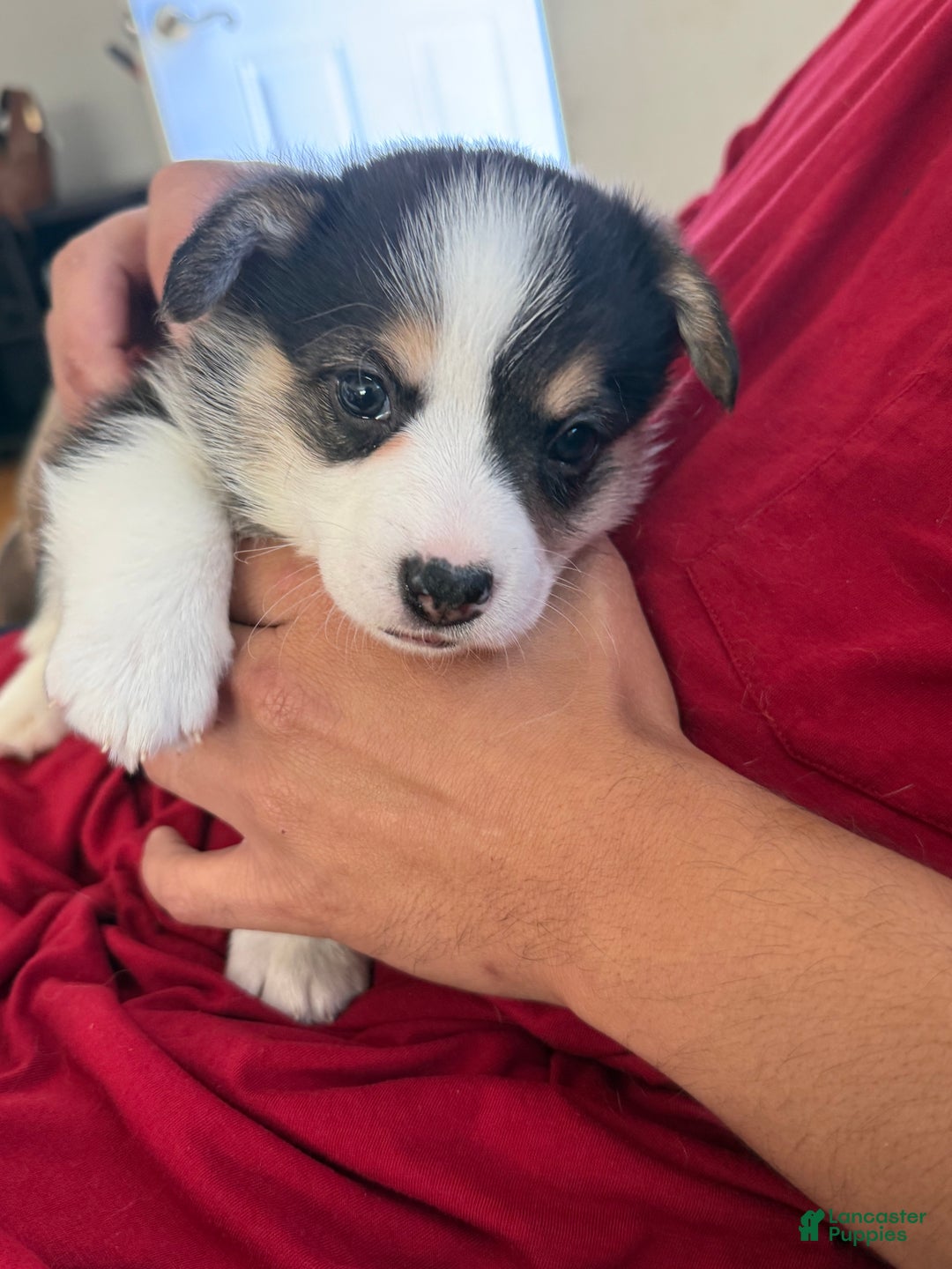 Welsh Corgi Pembroke dogs for sale: Pooh - Ad 1